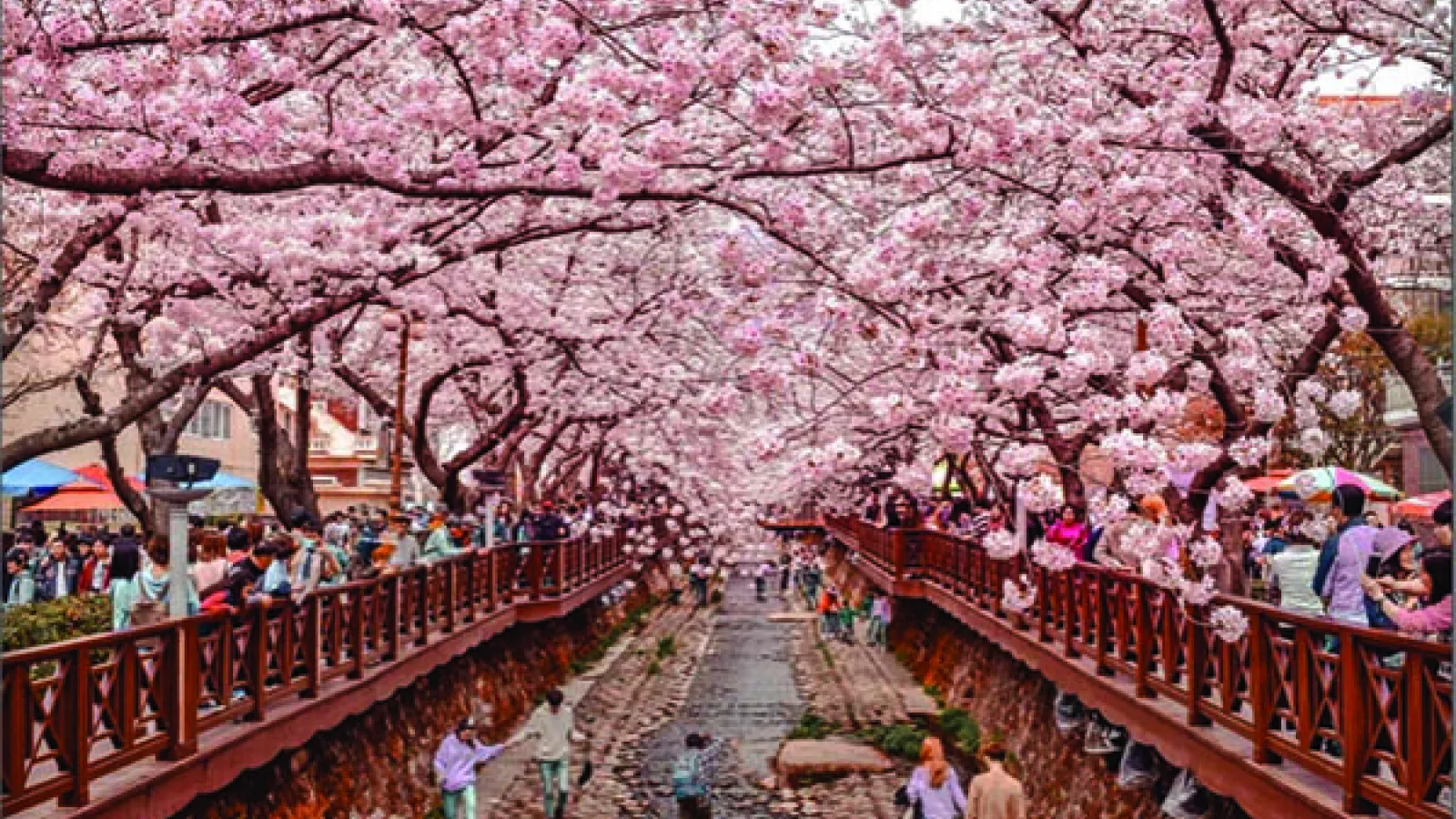 Image of people viewing cherry blossoms